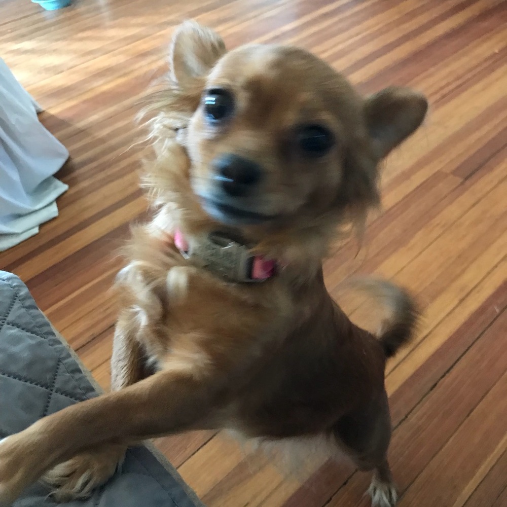 Meet your Posher, Ann